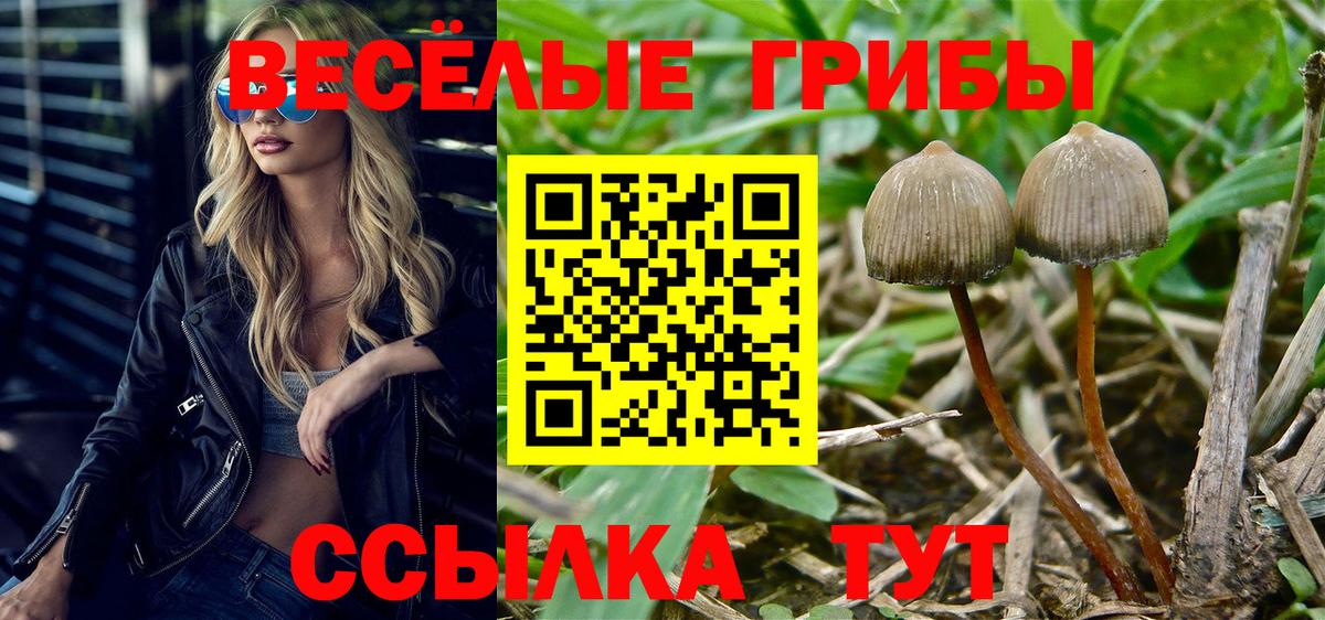 Псилоцибиновые грибы Cubensis  Вход с VPN  Чернушка 